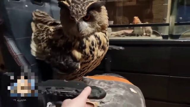 НОВЫЙ МЕМ ХОРОШАЯ РОБОТА СОВА !!!!! НЕ ЗНАЮ ЧТО ДАЛЬШЕ ПИСАТЬ!!!!! смотреть онлайн