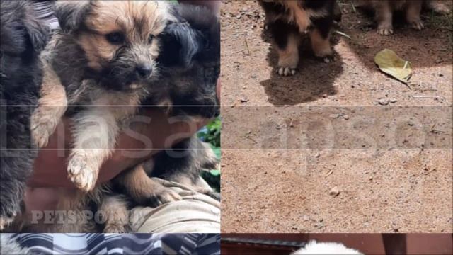 നല്ല കിടു dogs🤩,puppies, hamsters,rabbits,for sale in kerala | കുറഞ്ഞ വിലയിലും 🔥 | PETS POINT | смотреть онлайн