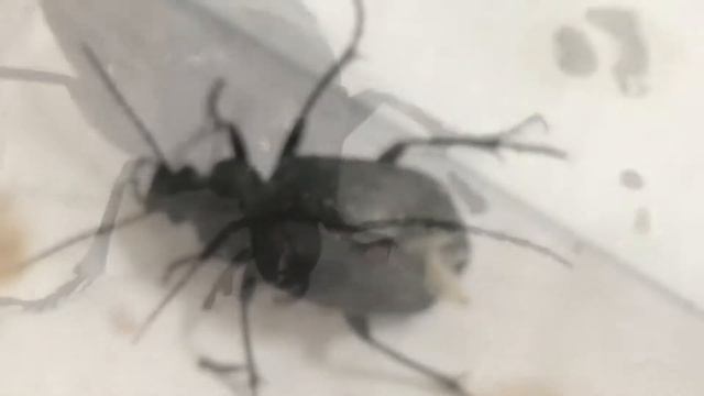 Black Caterpillar Hunter (Calosoma sayi) смотреть онлайн