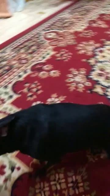 Уши чистить будем? смотреть онлайн