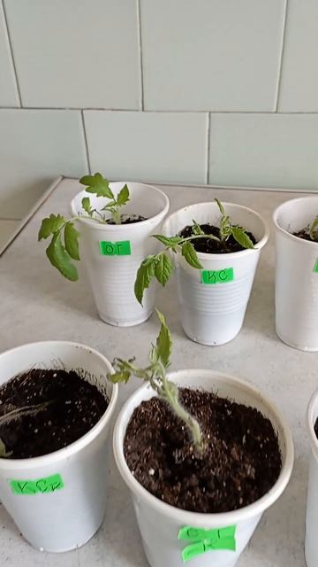 Корневин навредил? смотреть онлайн