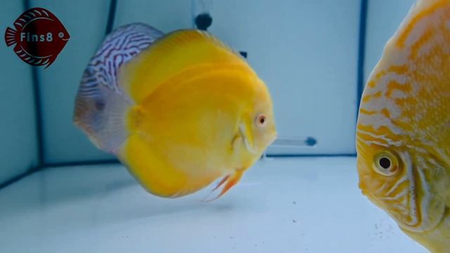 Jumbo: Albino Yellow Marlboro, Yellow Lemon and Leopard discus смотреть онлайн