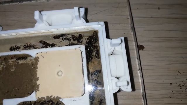Formica fusca 3 queens - after hibernation and connecting new module смотреть онлайн