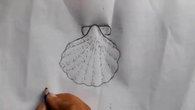 how to draw a shell | how to draw pecten irradians drawing tutorial for students ( step by step ) смотреть онлайн
