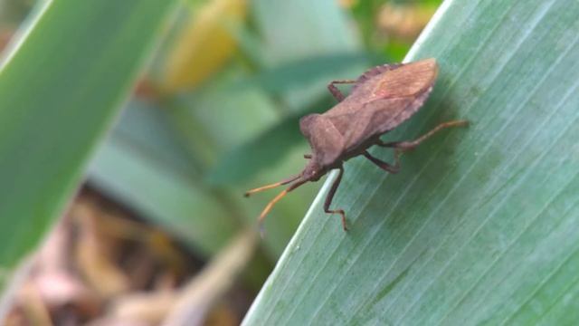 Coreus marginatus bug смотреть онлайн
