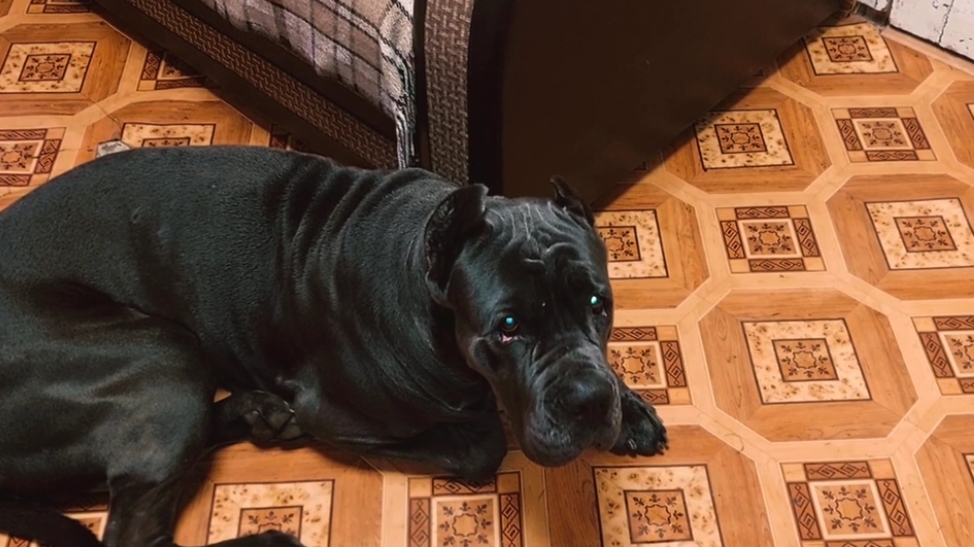 ДОСТАЛА УБОРКА ЗА ЖИВОТНЫМИ?! незаменимая помощница в доме смотреть онлайн