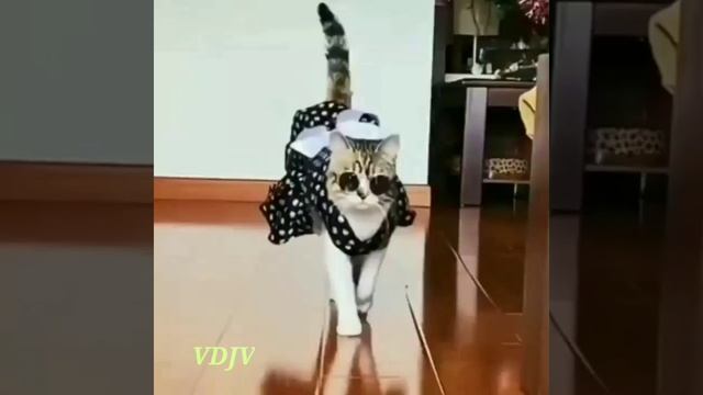 Кошачий показ мод смотреть онлайн