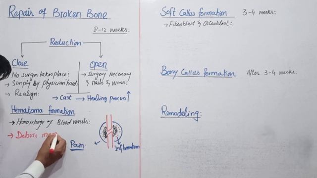 Repair of broken bone | bone healing | bone fracture | fsc biology book 2 смотреть онлайн