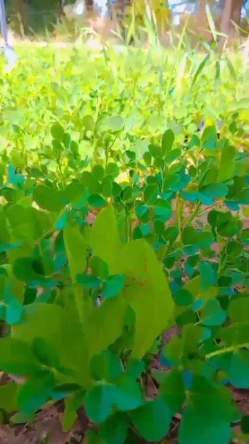 #shorts #viral #youtubeshorts #shortsvideo #vikashvlogs смотреть онлайн