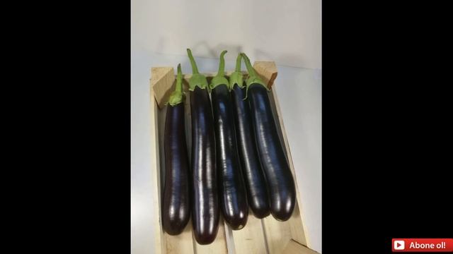 DOMATES BİTKİSİNDEKİ BU DURUMUN SEBEBİ NE OLABİLİR ACABA? смотреть онлайн