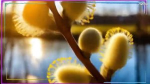 ЗАЦВЕТАЕТ КРАСНОТАЛ - группа Пламя