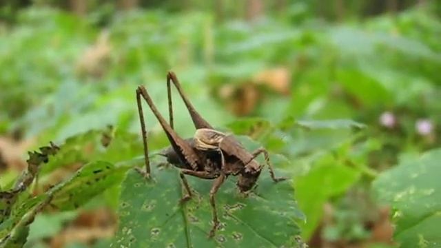 Кустолюбка пепельная, Pholidoptera cinerea песня смотреть онлайн