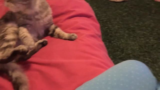 Кот Буцефал не хочет чесаться и дерётся. смотреть онлайн