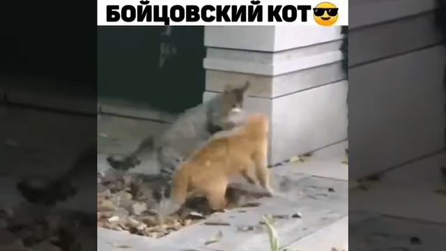 Бойцовский кот смотреть онлайн