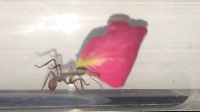 Acromyrmex octospinosus romantic смотреть онлайн