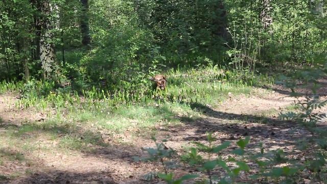 Мунго обучение аппортировка 8 мая 2013 смотреть онлайн
