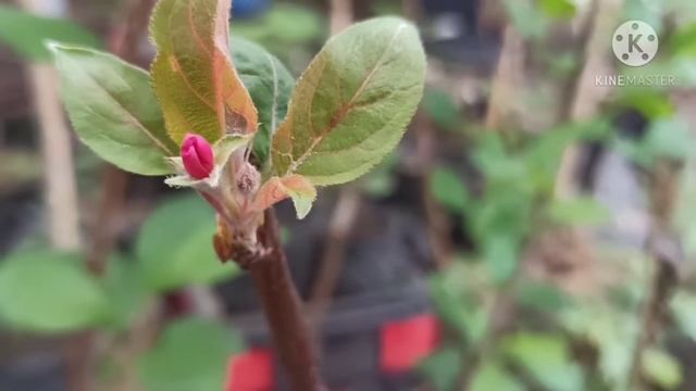 Red Love Odysso Apple Flower🍎