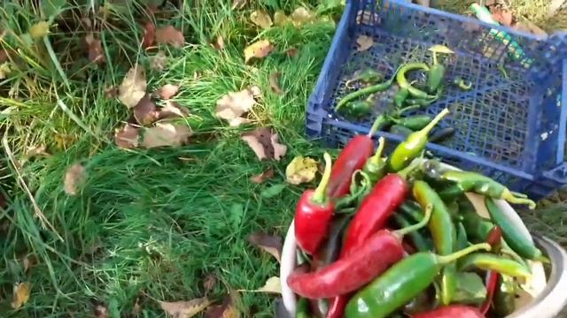 ОБЗОР ПРО ОСТРЫЙ ПЕРЕЦ,СЛАДКИЙ ПЕРЕЦ И КАПУСТУ.29.09.23г. смотреть онлайн