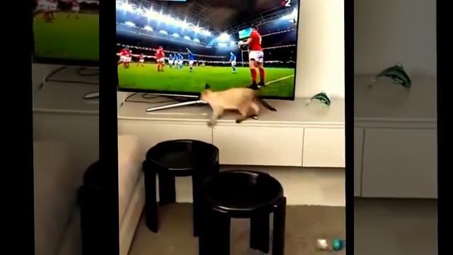 Смешные котики😻 Подбора видео с котиками и другими животными🐈🐒🐙 смотреть онлайн