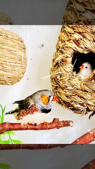 zebra finch #shorts смотреть онлайн