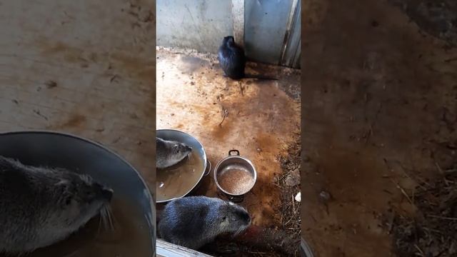 нутрии купаються смотреть онлайн