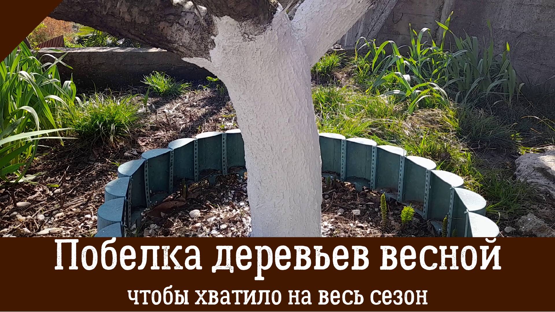 ЛУЧШИЙ РЕЦЕПТ ПОБЕЛКИ ДЕРЕВЬЕВ, чтобы хватило на весь сезон! смотреть онлайн