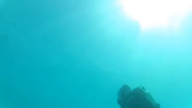 Whale sharks part 7 /// Китовые акулы часть 7 смотреть онлайн