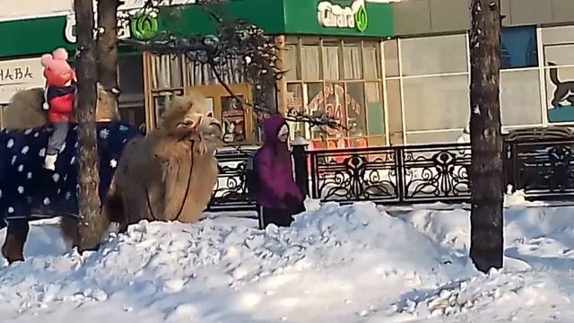 Верблюд извощик в Иркутске! смотреть онлайн