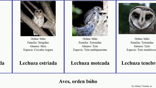 Aves, orden búho autillo mochuelo nínox lechuza cárabo tyto lechuzón las los del birds oriental смотреть онлайн