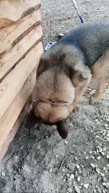 🐶 смотреть онлайн