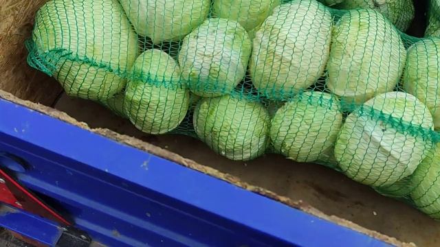 Ринок Нова Маячка .Біля каналу. посадкова картопля 3 грн. смотреть онлайн