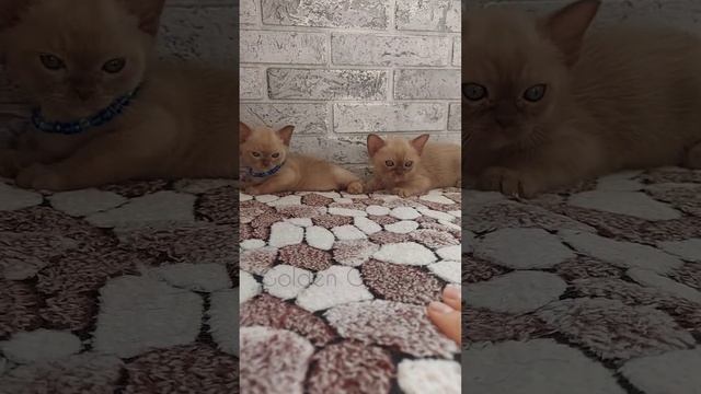 Котятам бурмы месяц и неделя смотреть онлайн