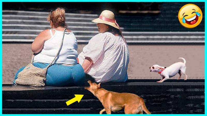 ПОПРОБУЙТЕ НЕ СМЕЯТЬСЯ 😂 Подборка смешных провалов🤭 смотреть онлайн