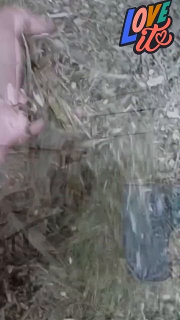 Silase Kaliandra merah pakan kambing protein tinggi смотреть онлайн