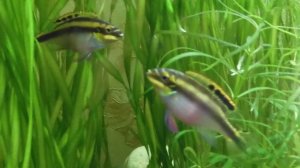 Аквариум. попугайчики и барбусы добивают раненую рыбку