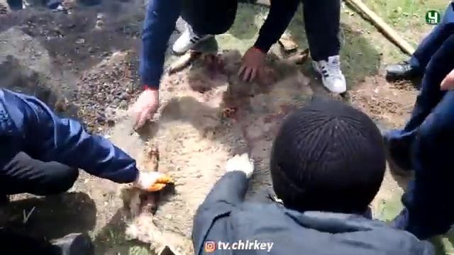 Мясо по ногайски смотреть онлайн
