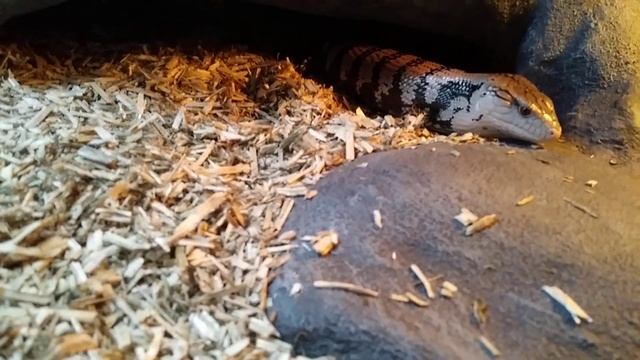 Моль ест креветку смотреть онлайн