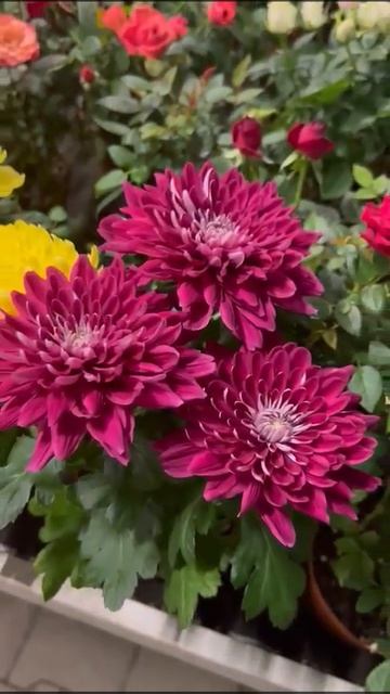 ПРОГУЛКА ПО САДОВОМУ ЦЕНТРУ!🌺🌼🌸🌼🌺 смотреть онлайн