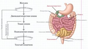 40 Отделы тонкого кишечника