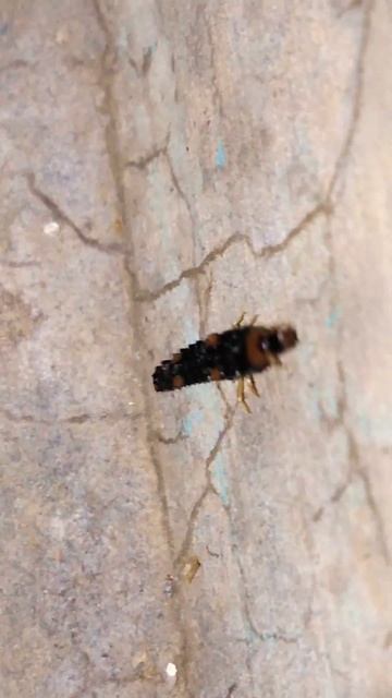 Asian lady beetle смотреть онлайн