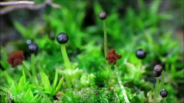 Liverwort (Fossombronia longiseta) Time Lapse смотреть онлайн
