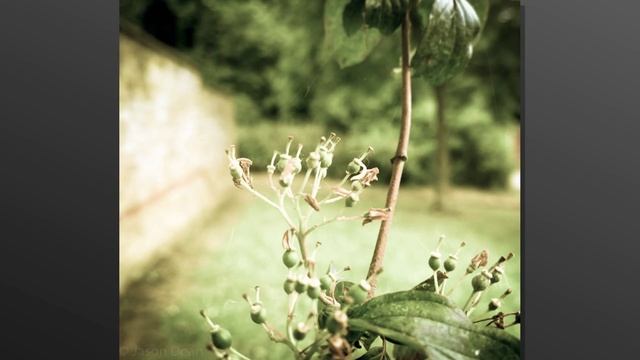 Slide show of macro focus pictures taken througout a year. смотреть онлайн