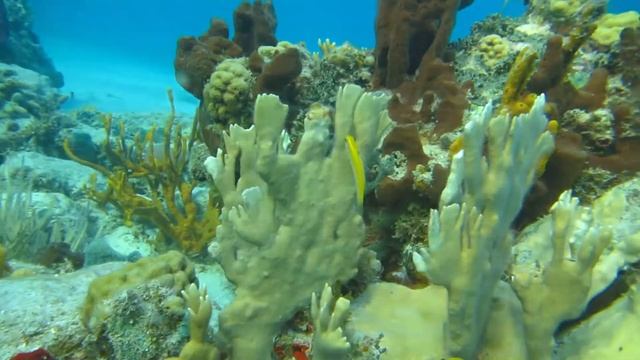 FireCoral смотреть онлайн