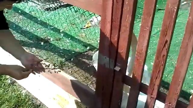 Страусиный двор в омском парке 30-летия ВЛКСМ, часть 14. Лебединая кормежка :) смотреть онлайн