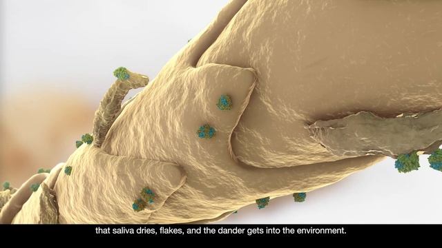 Neutralizing Allergens: The Summary смотреть онлайн