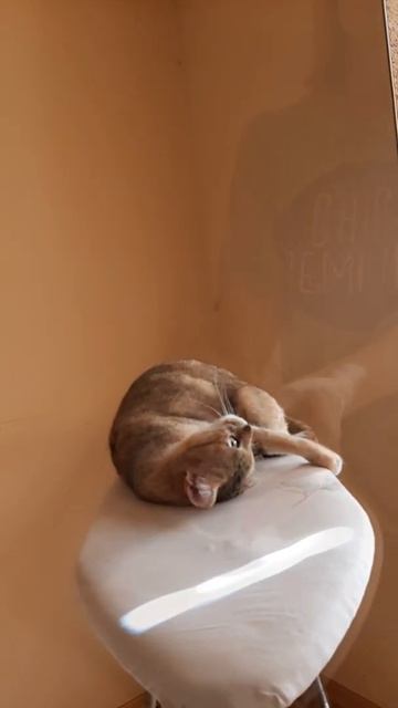 Кошка требует массаж 😺/Смешные коты/ #shorts #cats смотреть онлайн