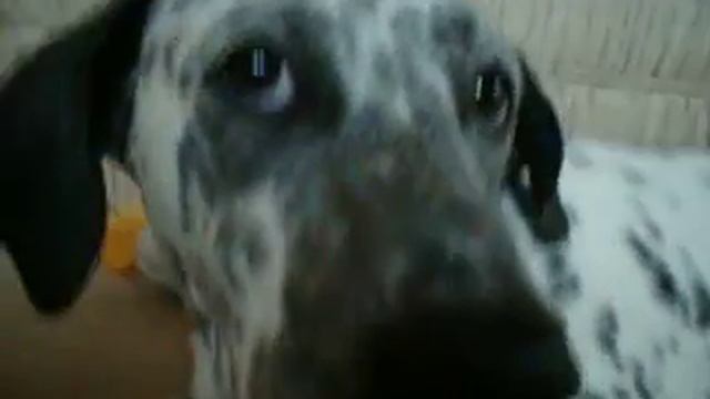 mister Henry смотреть онлайн