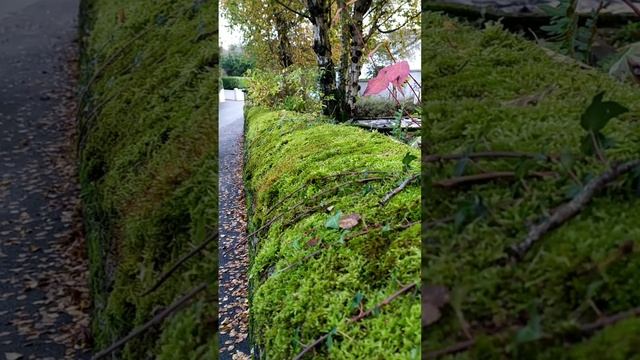 заброшенные дома Роскрэй (abandoned houses of Roscrea) смотреть онлайн