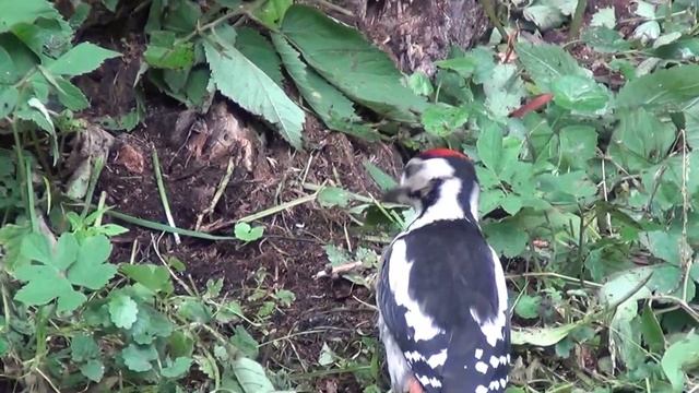 00209 Дятел малыш прополка смотреть онлайн