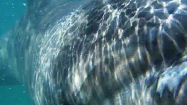 DUSTY SPRINGFIELD/DUSTY THE DOLPHIN-GOING BACK смотреть онлайн